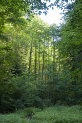 Forest near Nideck waterfall in Vosges France