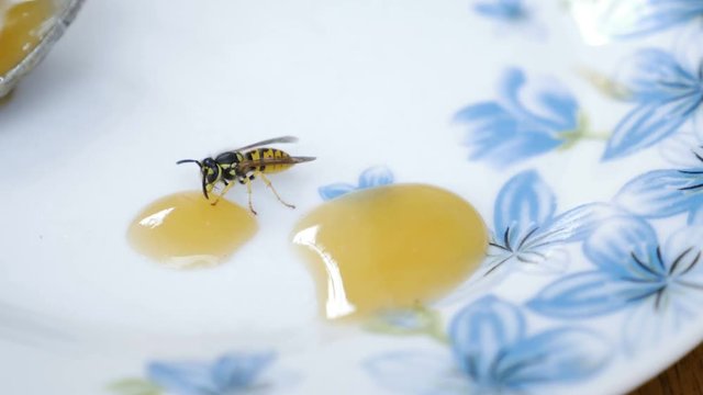 wasp eating honey, close up 4k footage