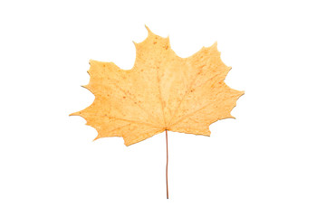 dried maple leaf Isolated