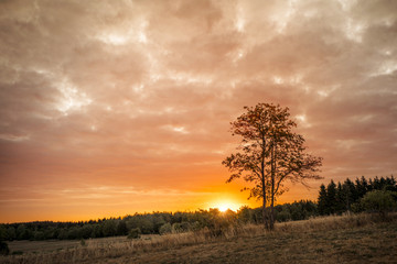 Fototapeta premium Tree silhouette in the sunrise on a golden sky