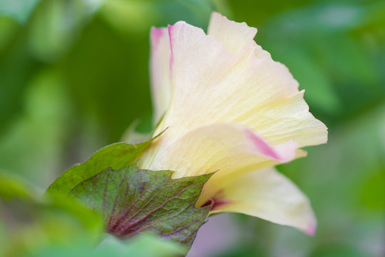 Flower of cotton plant in farm Flores de Algod&oacute;n(Gossypium spp Gossypium arboreum L.  Erioxylum Rose & Standl)