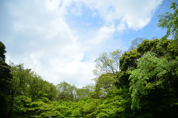 Summer Sky in Tokyo Forrest