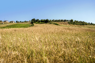 Orman arazileri