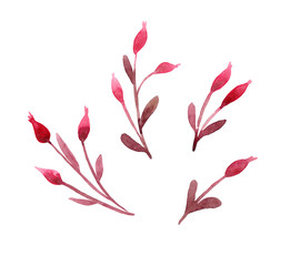 watercolor rosehip design elements, red dogrose twigs