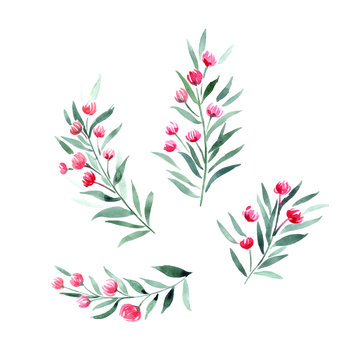 Twigs With Red Flowers, Botanical Watercolor Elements For Design