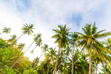 Naklejka na ściany i meble Paradise idyllic sea beach with coconut palm tree