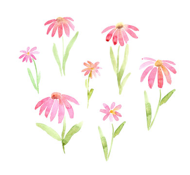 transparent pink  flowers like daisy or gerbera watercolor set