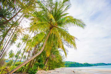 Paradise idyllic sea beach with coconut palm tree