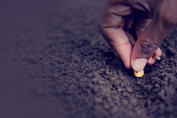 indian farmer sowing corn seeds