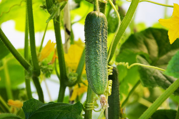 cucumber, food, vegetable, green, fresh, isolated, healthy, vegetarian, plant, white, garden, organic, cucumbers, agriculture, nature, vegetables, ripe, eating, ingredient, freshness, diet, leaf, grow