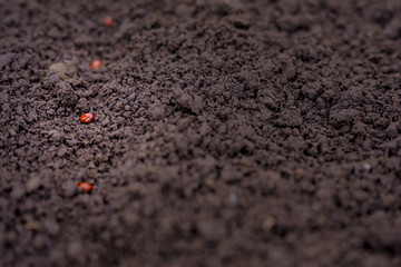 Indian farmer sowing  lentils seed