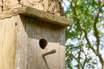 Close-up of wooden birdhouse on a tree with hole and landing peg against a blurred green background...