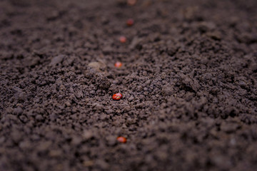 Indian farmer sowing  lentils seed