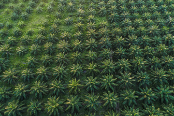 Oil palm plantation green field background agricultural industry
