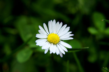 A one big white bloom of bellis perennis with dark background