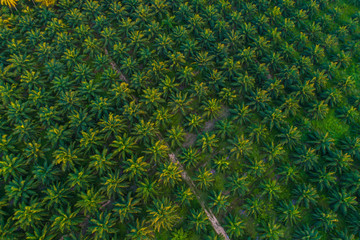 Oil palm plantation green field background agricultural industry