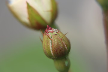 A white bloom of rose in the background and in foreground a small close bloom of rose