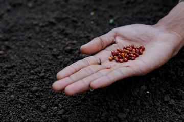 Indian farmer sowing  lentils seed