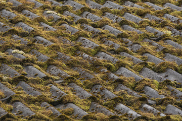 Moss grow on natural tile in the old farmhouse
