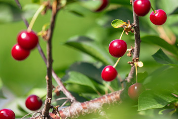 Red ripe cherry on a tree in summer