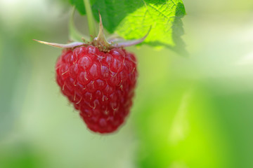 Red ripe raspberries in the garden
