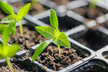 Green leaves of young pepper sprout