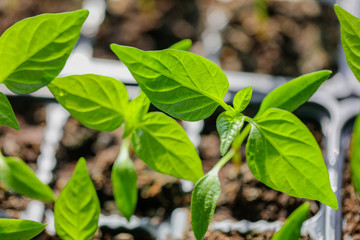 Green leaves of young pepper sprout