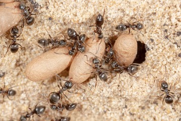 Ants and formic eggs in nature