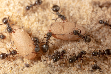 Ants and formic eggs in nature