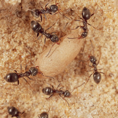 Ants and formic eggs in nature