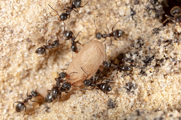 Ants and formic eggs in nature