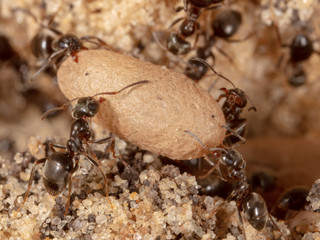 Ants and formic eggs in nature