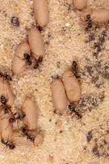 Ants and formic eggs in nature