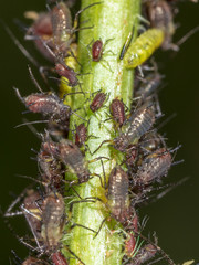 Aphids on a plant in nature