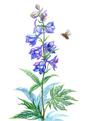 Fototapeta na wymiar Blue delphinium and bee, watercolor drawing on white background, isolated with clipping path.