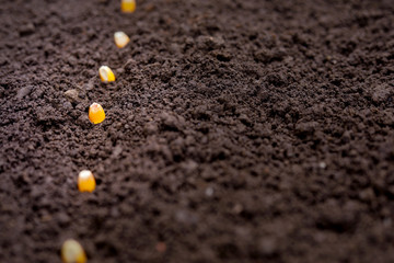indian farmer sowing corn seeds