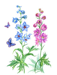 Delphinium blue and pink, watercolor painting on white background, isolated with clipping path. Summer flowers and butterflies, hand drawing.