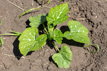A green sprout of pumpkin in the ground in nature