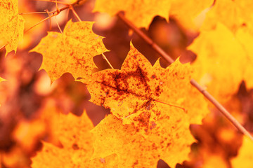 Leaves on a tree in autumn as a background