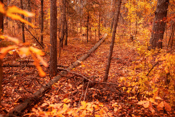 Red leaves on trees in the forest in autumn