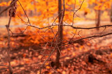 Trees in the forest in autumn as a background