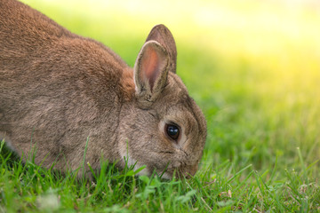 Brown bunny eating grass in the middle of meadow in the countryside on sunny spring day on a light background. Easter is coming, cute rabbit. long ears. Looking for Easter eggs
