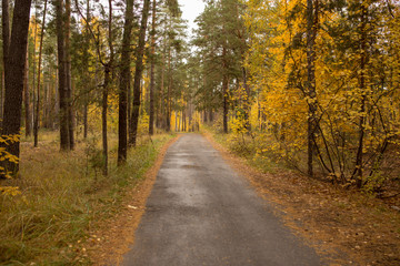 Fototapeta na wymiar Road in the forest in autumn as a background