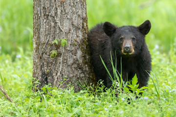 cades cove bear