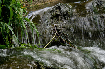 beautiful water in the pond