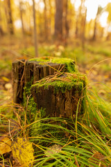 Tree stump in the forest in autumn