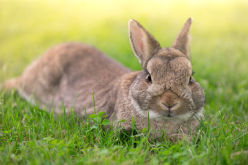 Brown bunny eating grass in the middle of meadow in the countryside on sunny spring day on a light background. Easter is coming, cute rabbit. long ears. Looking for Easter eggs
