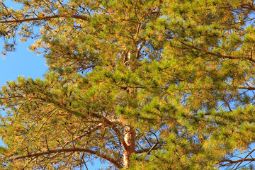 Coniferous trees in the autumn forest as a background