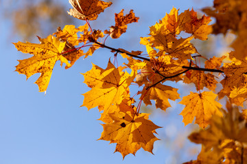 Leaves on a tree in autumn as a background