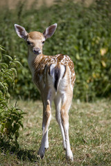 European Fallow Deer baby.